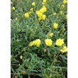 Kép 4/5 - Helianthemum 'Sulphureum Plenum' (Gelbe Perle) - Sárga, telt napvirág