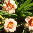 Kép 3/4 - Hemerocallis 'You Angel You' - Narancs-barna színű, féltelt virágú sásliliom