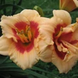 Kép 4/4 - Hemerocallis 'You Angel You' - Narancs-barna színű, féltelt virágú sásliliom