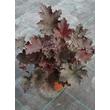 Kép 4/5 - Heuchera 'Binoche' - Sötétbordó tűzeső