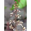 Kép 3/5 - Heuchera 'Binoche' - Sötétbordó tűzeső
