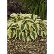 Kép 1/2 - Hosta 'Brim Cup' - Árnyékliliom (14-es cserép)