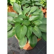 Kép 1/2 - Hosta 'Devon Green' - Árnyékliliom