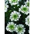 Kép 2/2 - Iberis sempervirens 'Alexander's White' - Fehér örökzöld tatárvirág