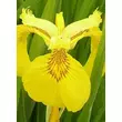 Kép 3/5 - Iris pseudacorus 'Variegata' - Mocsári nőszirom (sárga-zöld csíkos lomb)