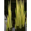 Kép 4/5 - Iris pseudacorus 'Variegata' - Mocsári nőszirom (sárga-zöld csíkos lomb)