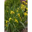 Kép 1/4 - Iris pseudacorus - Mocsári nőszirom (sárga)