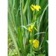 Kép 3/4 - Iris pseudacorus - Mocsári nőszirom (sárga)