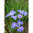 Kép 2/3 - Iris sibirica 'Blue Moon' - Szibériai nõszirom