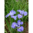 Iris sibirica 'Blue Moon' - Szibériai nõszirom