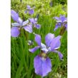 Kép 3/3 - Iris sibirica 'Blue Moon' - Szibériai nõszirom