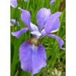 Kép 1/3 - Iris sibirica 'Blue Moon' - Szibériai nõszirom