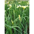 Kép 2/4 - Iris sibirica 'Butter and Sugar' - Szibériai nőszirom (fehér-sárga)