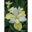 Kép 3/4 - Iris sibirica 'Butter and Sugar' - Szibériai nőszirom (fehér-sárga)