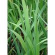 Kép 4/4 - Iris sibirica 'Butter and Sugar' - Szibériai nőszirom (fehér-sárga)