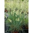 Kép 2/4 - Koeleria glauca 'Coolio' - Deres fényperje