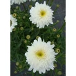 Kép 1/4 - Leucanthemum x superbum 'Stina' (Chrys. max.) - Kerti margaréta
