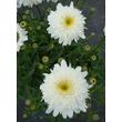 Kép 1/4 - Leucanthemum superbum 'Stina' (Chrys. max.) - Fehér féltelt margaréta