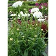 Kép 2/4 - Leucanthemum x superbum 'Stina' (Chrys. max.) - Kerti margaréta