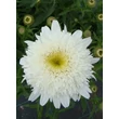 Kép 3/4 - Leucanthemum x superbum 'Stina' (Chrys. max.) - Kerti margaréta