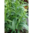 Kép 4/4 - Leucanthemum x superbum 'Stina' (Chrys. max.) - Kerti margaréta