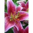 Kép 3/5 - Lilium 'Star Gazer' - Orientál liliom (rózsaszín, fehér széllel)