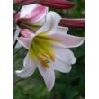 Lilium regale - Trombitavirágú liliom (fehér, sárga torokkal)