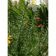 Kép 4/5 - Lilium regale - Trombitavirágú liliom (fehér, sárga torokkal)