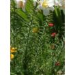 Kép 4/5 - Lilium regale - Trombitavirágú liliom (fehér, sárga torokkal)