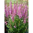 Kép 1/5 - Lythrum salicaria 'Robin' - Réti füzény