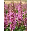 Kép 3/5 - Lythrum salicaria 'Robin' - Réti füzény