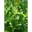 Kép 4/5 - Lythrum salicaria 'Robin' - Réti füzény