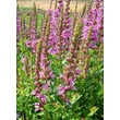 Kép 5/5 - Lythrum salicaria 'Robin' - Réti füzény