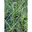 Kép 1/2 - Miscanthus sinensis 'Little Zebra' (R) - Molnárpántlika (sárgásfehér)