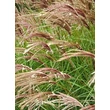 Kép 1/2 - Miscanthus sinensis 'Red Chief' - Molnárpántlika