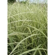 Kép 1/2 - Miscanthus sinensis 'Silver Arrow' - Zöld-fehér lombú molnárpántlika