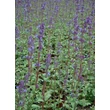 Kép 1/2 - Nepeta racemosa 'Grog' - Kaukázusi macskamenta