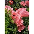 Kép 1/8 - Papaver orientale 'Victoria Luise' - Díszpipacs (rózsaszín)