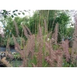 Kép 2/4 - Pennisetum orientale 'Karley Rose' - Lila virágú tollborzfű