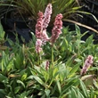 Kép 2/2 - Persicaria affinis 'Darjeeling Red' - Örökzöld keserűfű (piros)