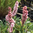 Kép 1/2 - Persicaria affinis 'Darjeeling Red' - Örökzöld keserűfű (piros)