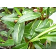 Kép 4/6 - Persicaria affinis 'Dimity' (Polygonum) - Örökzöld keserűfű