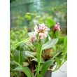 Kép 5/6 - Persicaria affinis 'Dimity' (Polygonum) - Örökzöld keserűfű