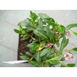 Kép 6/6 - Persicaria affinis 'Dimity' (Polygonum) - Örökzöld keserűfű
