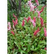 Kép 1/6 - Persicaria affinis 'Dimity' (Polygonum) - Örökzöld keserűfű