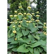 Kép 3/8 - Phlomis russeliana (syn.: Phlomis samia) - Kis-ázsiai macskahere