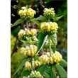 Kép 5/8 - Phlomis russeliana (syn.: Phlomis samia) - Kis-ázsiai macskahere