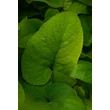 Kép 4/8 - Phlomis russeliana - Kis-ázsiai macskahere