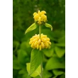 Kép 2/8 - Phlomis russeliana - Kis-ázsiai macskahere