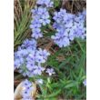 Phlox divaricata 'Chattahoochee' - Terpedt lángvirág (kék)